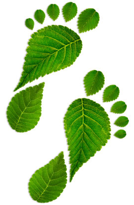 Leaf footprints Empreintes de feuilles