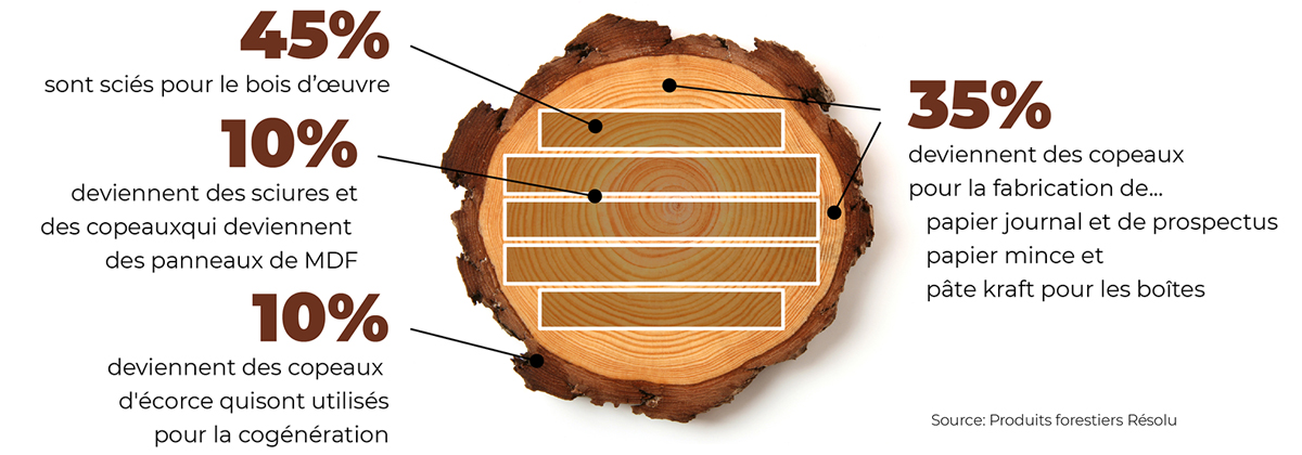 What is Made from Trees Que faisons-nous avec les arbres